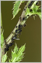 Schwarze Bohnenlaus (Aphis fabae) mit Schwarzer Wegameise (Lasius niger)