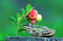 Frosch mit Preisselbeeren