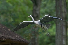 Graureiher im Anflug [ND]