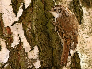 Waldbaumläufer (Certhia familiaris) ND