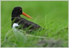 Austernfischer-(Haematopus-ostralegus), Waagejot, Texel, Niederlande