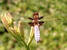 Blauer Plattbauch (ND)