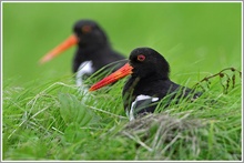 Austernfischer (Haematopus ostralegus), Waagejot, Texel, Niederlande