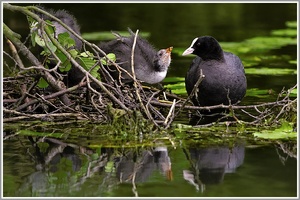 Blässhuhn (Fulica atra), animieren des Halbwüchsigen zur Fütterung