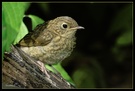 Rotkehlchenjungvogel ND