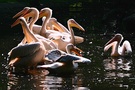Pelikane in der Morgensonne