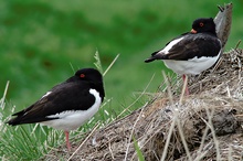 Austernfischer - Haematopus ostralegus - ND