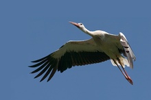 Weissstorch [KD]
