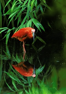 Roter Ibis [ZO]