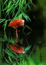 Roter Ibis [ZO]