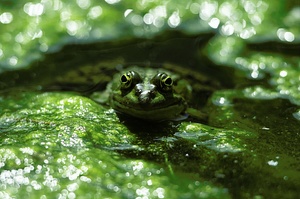 Wasserfrosch [ZO ?]