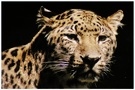 Amur-Leopard ZOO Augsburg