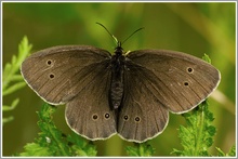 Brauner Waldvogel (Aphantopus hyperantus)