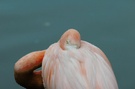 Flamingo macht Pause   ZO