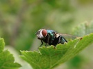 Schmeißfliege, ND