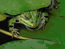 Frosch ND