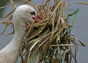 Storch mit Baumaterial ZO