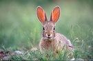 ND - Cotton Tail in Hardin, MT