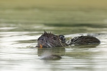 Nutria [ND]