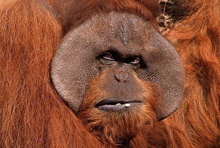 Orang Utan