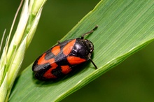 Blutzikade - Cercopis vulnerata ND