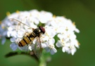 ND Gemeine Winter-Schwebefliege