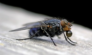 Fliege mit Wassertropfen