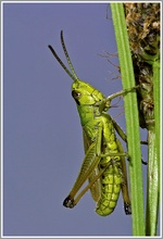 Gemeiner Grashüpfer (Chorthippus parallelus)