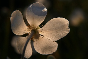 ND: Islandmohn