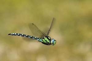 blau grüne Mosaikjungfer (Aeshna cyanea) im Flug ND