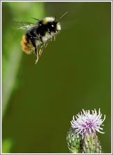 Erdhummel (Bombus terrestris)