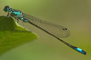 Große Pechlibelle - Ichnura elegans ND