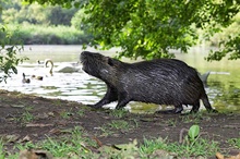 Nutria [ND]