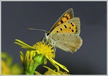 Kleiner Feuerfalter (Lycaena phlaeas)