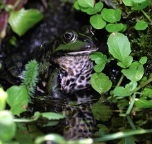 Teichfrosch ND