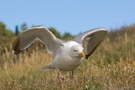 Silbermöwe (Larus argentatus) [KD]