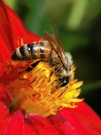 Biene auf Dahlie (ND)