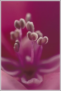 Blütendetail einer Hortensie