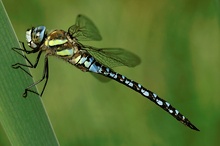 Männchen der Herbstmosaikjungfer (Aeshna mixta) ND