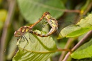 Paarungsrad der gefleckten Heidelibelle ND