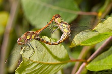 Paarungsrad der gefleckten Heidelibelle ND