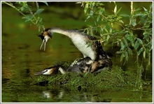 Haubentaucher (Podiceps cristatus), Paarung