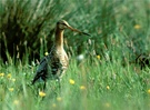 Uferschnepfe (Limosa limosa) ND