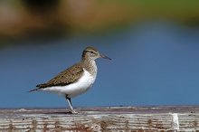 Flussuferläufer (Actitis hypoleucos) - ND