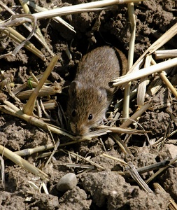 Feldmaus ND