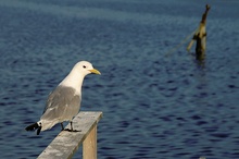 Dreizehenmöwe (Larus tridactyla) - ND