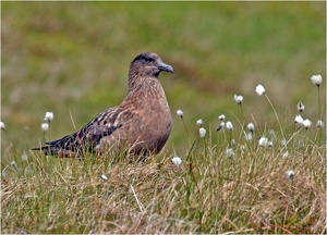 Skua [ND]