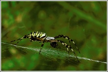 Wespenspinne (Argiope bruennichi) mit Beute