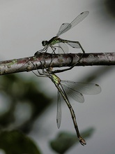 Weidenjungfern ND