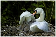 Höckerschwan (Cygnus olor)